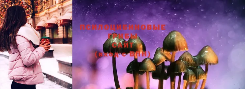 Псилоцибиновые грибы MAGIC MUSHROOMS  omg как войти  Гвардейск  купить наркотики цена 